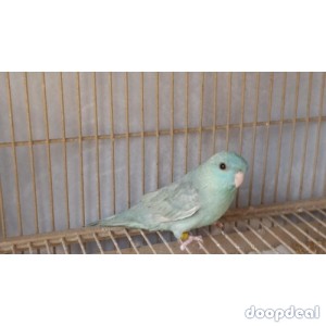Lineolated parakeet